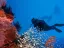 Introductory Dive in Eilat - Thumbnail 5