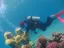Introductory Dive in Eilat - Thumbnail 7