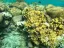 Coral Beach Nature Reserve - Thumbnail 3