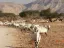 Hay-Bar Yotvata Nature Reserve Ticket – Self-Drive Wildlife Experience near Eilat - Thumbnail 1