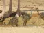 Hay-Bar Yotvata Nature Reserve Ticket – Self-Drive Wildlife Experience near Eilat - Thumbnail 2