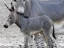 Hay-Bar Yotvata Nature Reserve Ticket – Self-Drive Wildlife Experience near Eilat - Thumbnail 3