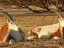 Hay-Bar Yotvata Nature Reserve Ticket – Self-Drive Wildlife Experience near Eilat - Thumbnail 4