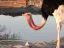Hay-Bar Yotvata Nature Reserve Ticket – Self-Drive Wildlife Experience near Eilat - Thumbnail 5