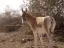 Hay-Bar Yotvata Nature Reserve Ticket – Self-Drive Wildlife Experience near Eilat - Thumbnail 6