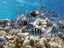Intro Diving and Snorkeling day Trip - Thumbnail 2