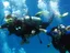 Intro Diving and Snorkeling day Trip - Thumbnail 21