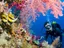 Intro Diving and Snorkeling day Trip - Thumbnail 1