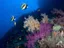Introductory Dive in Eilat - Thumbnail 1