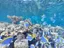Introductory Dive in Eilat - Thumbnail 2