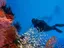 Introductory Dive in Eilat - Thumbnail 5