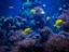 Introductory Dive in Eilat - Thumbnail 6