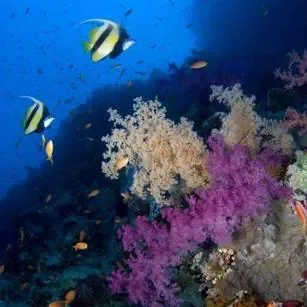 Introductory Dive in Eilat