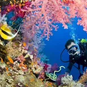 Intro Diving and Snorkeling day Trip