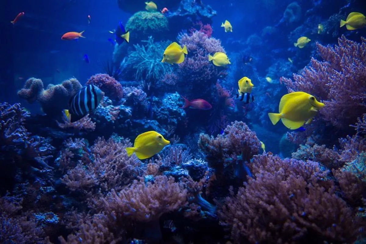 Introductory Dive in Eilat - Image 6