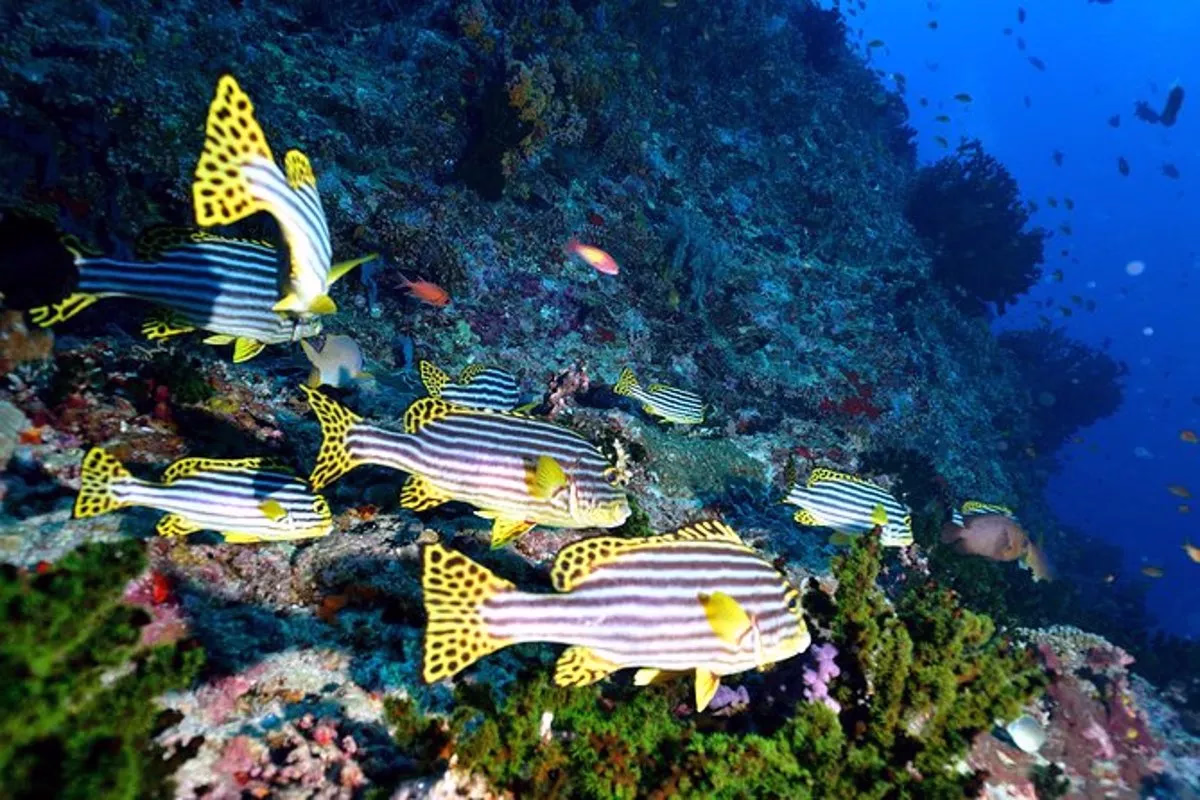 Introductory Dive in Eilat - Image 8