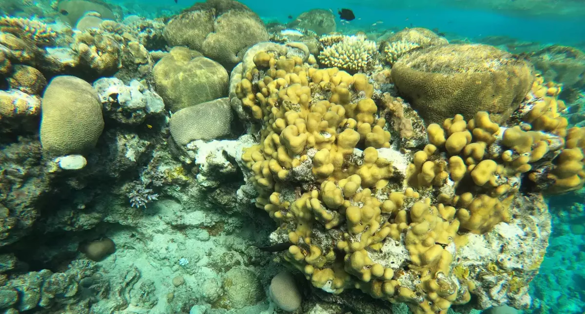 Coral Beach Nature Reserve - Image 3