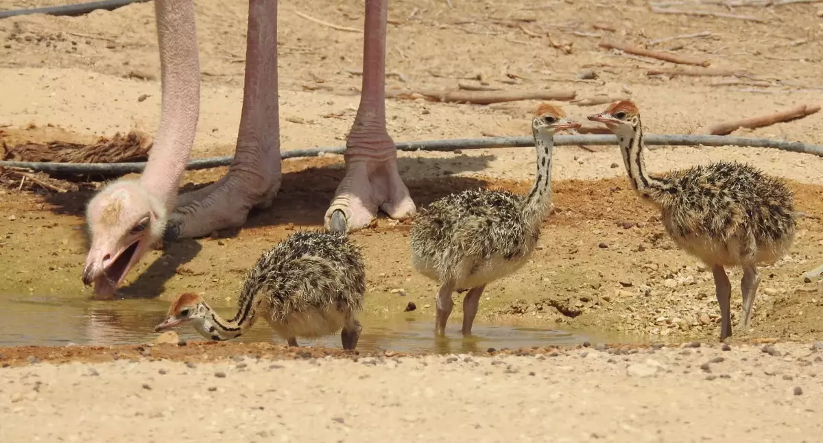 Hay-Bar Yotvata Nature Reserve Ticket – Self-Drive Wildlife Experience near Eilat - Image 2