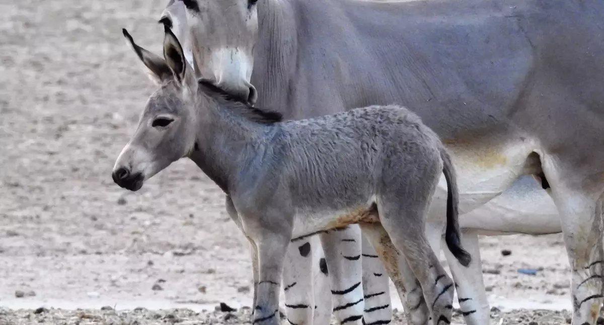Hay-Bar Yotvata Nature Reserve Ticket – Self-Drive Wildlife Experience near Eilat - Image 3