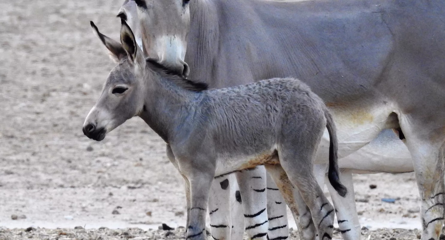 Hay-Bar Yotvata Nature Reserve Ticket – Self-Drive Wildlife Experience near Eilat - Image 3