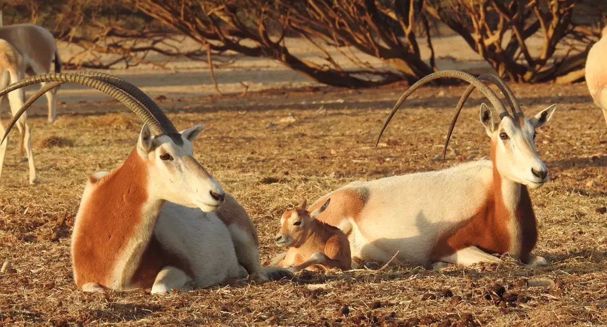Hay-Bar Yotvata Nature Reserve Ticket – Self-Drive Wildlife Experience near Eilat - Image 4