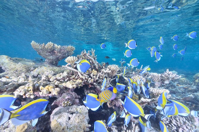Introductory Dive in Eilat - Image 2