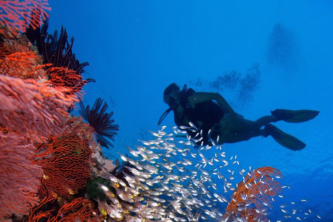 Introductory Dive in Eilat - Image 5